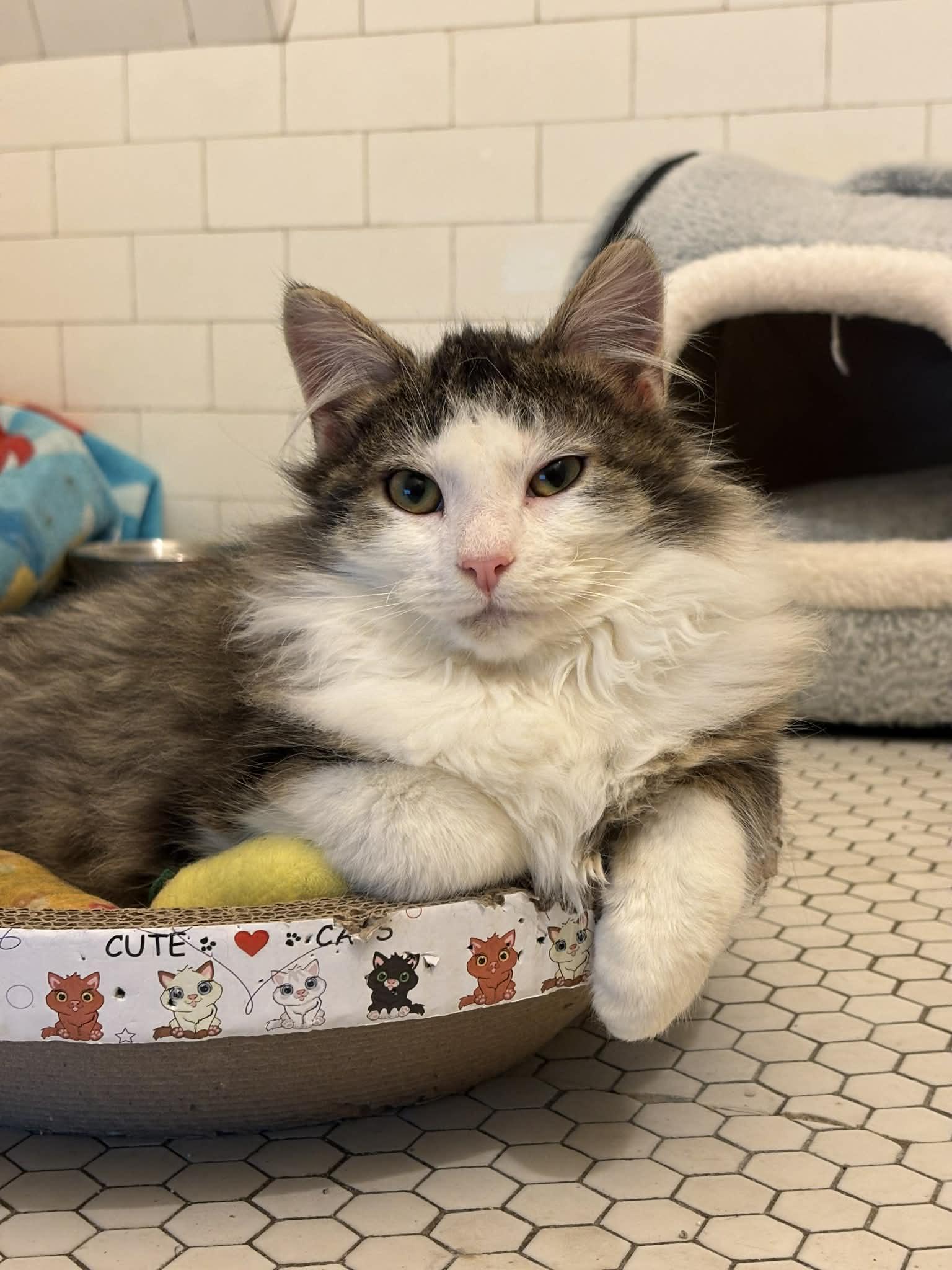 Enlarge Davis, an adopted Domestic Long Hair in Pittsburgh, PA image 2/6