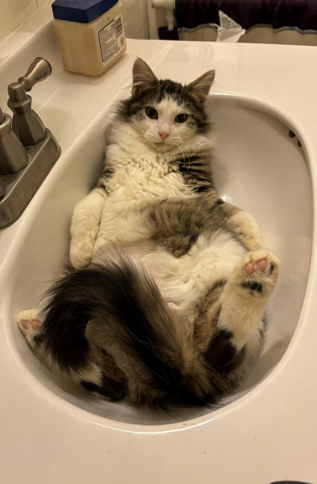 Enlarge Davis, an adopted Domestic Long Hair in Pittsburgh, PA image 1/6