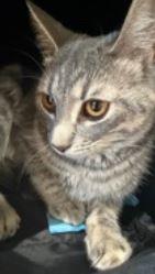 Luna 2, Adoptable, Young Female Domestic Short Hair.