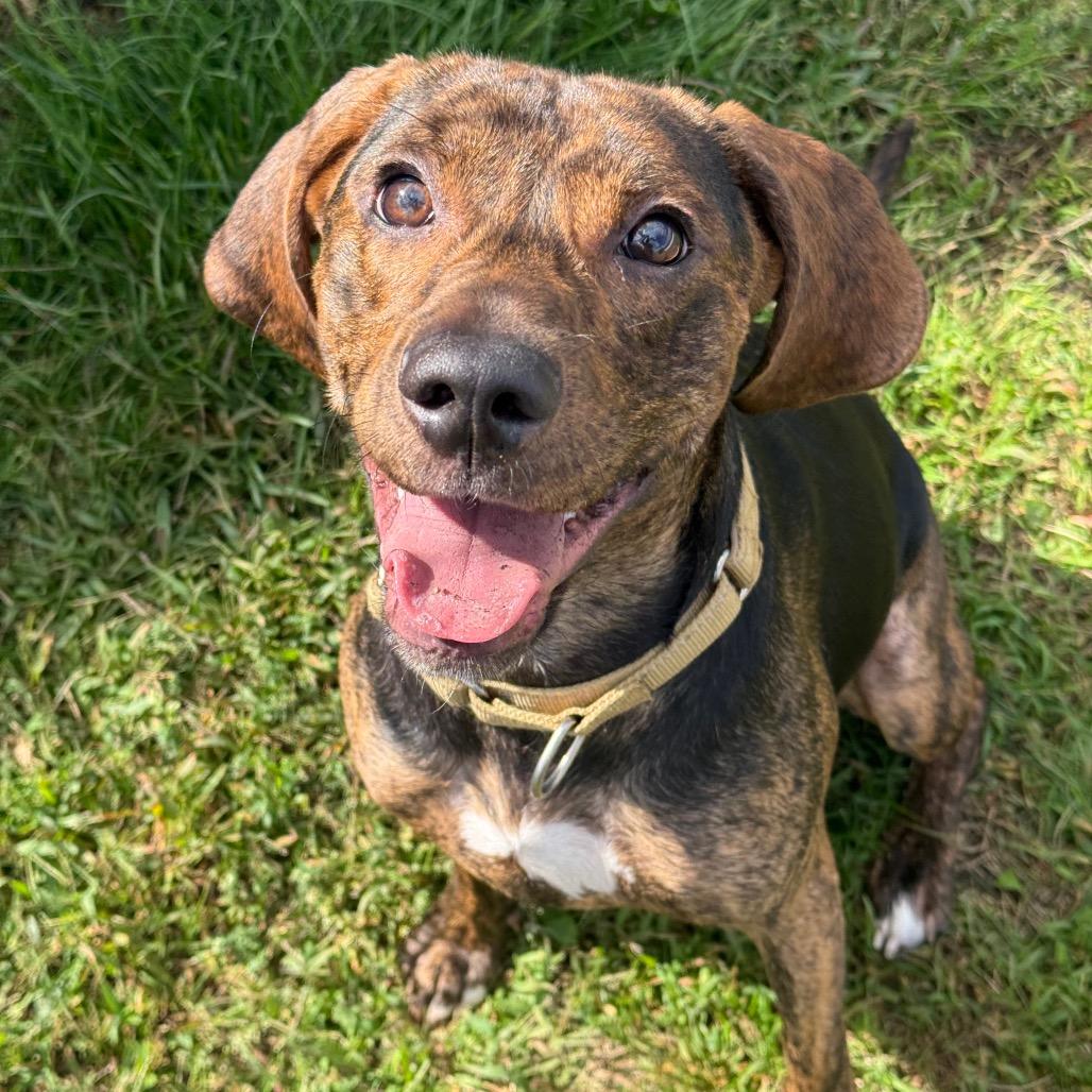 Cooper, Adoptable, Young Male Mixed Breed.