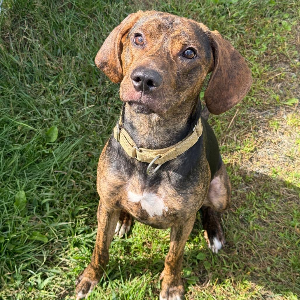 Enlarge Cooper, a Adoptable Mixed Breed in Enfield, NH image 2/6