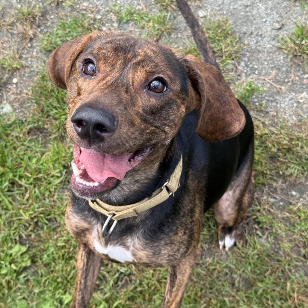 Enlarge Cooper, a Adoptable Mixed Breed in Enfield, NH image 3/6