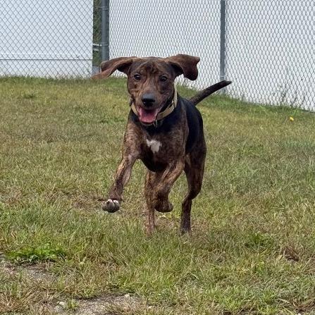 Enlarge Cooper, a Adoptable Mixed Breed in Enfield, NH image 4/6
