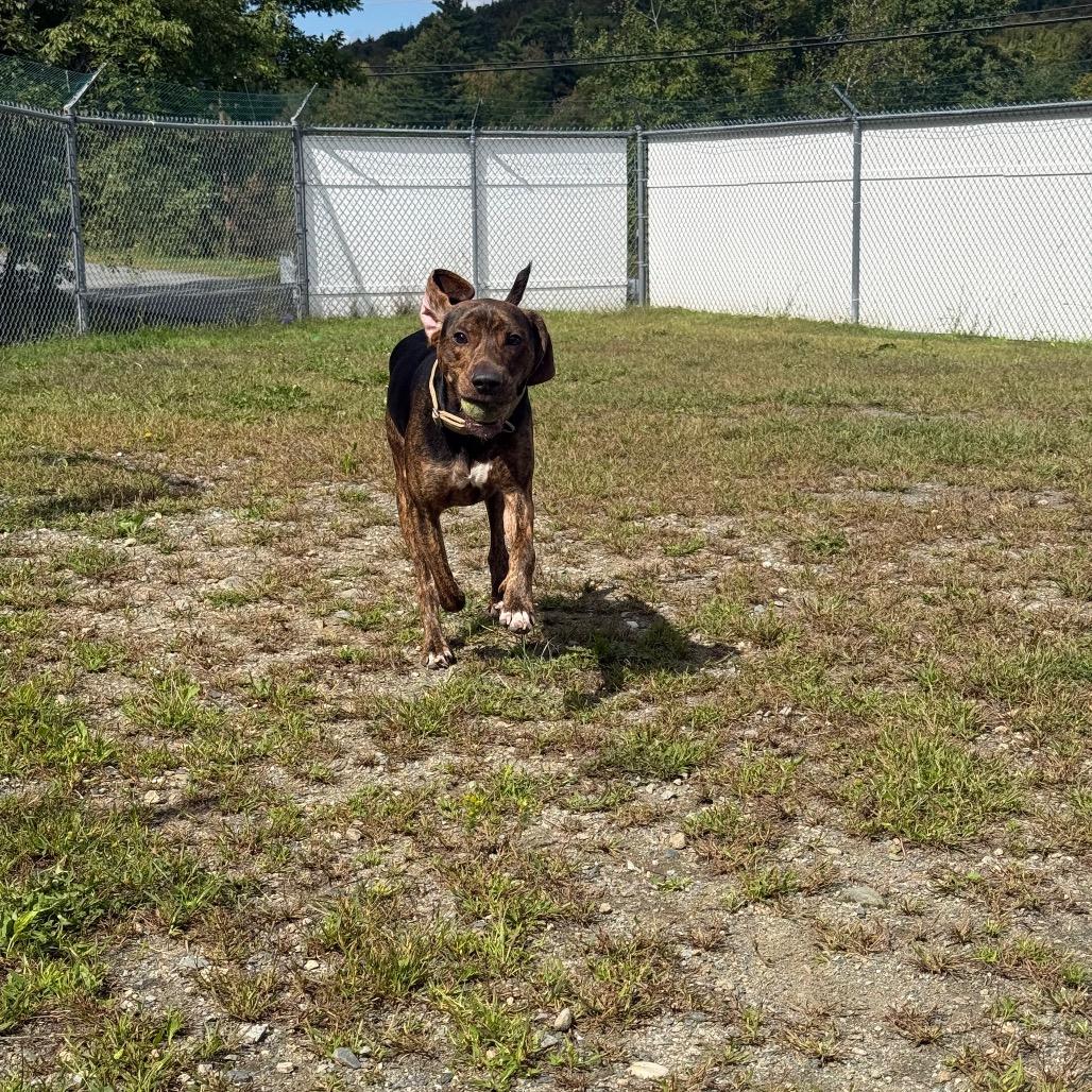 Enlarge Cooper, a Adoptable Mixed Breed in Enfield, NH image 5/6