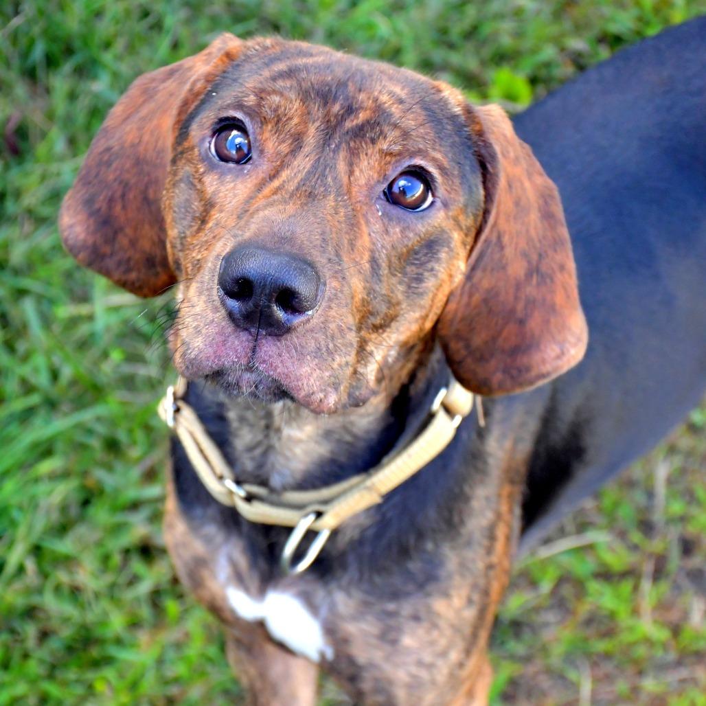 Enlarge Cooper, a Adoptable Mixed Breed in Enfield, NH image 6/6