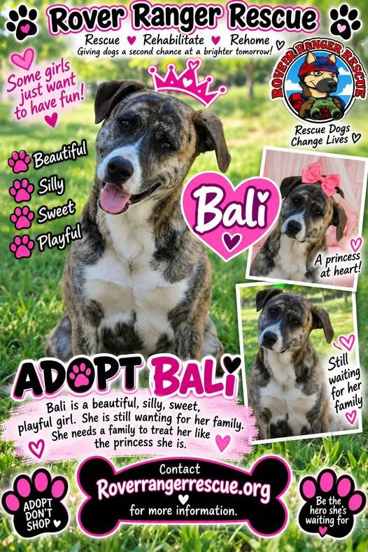 Bali, Adoptable, Adult Female Pit Bull Terrier.