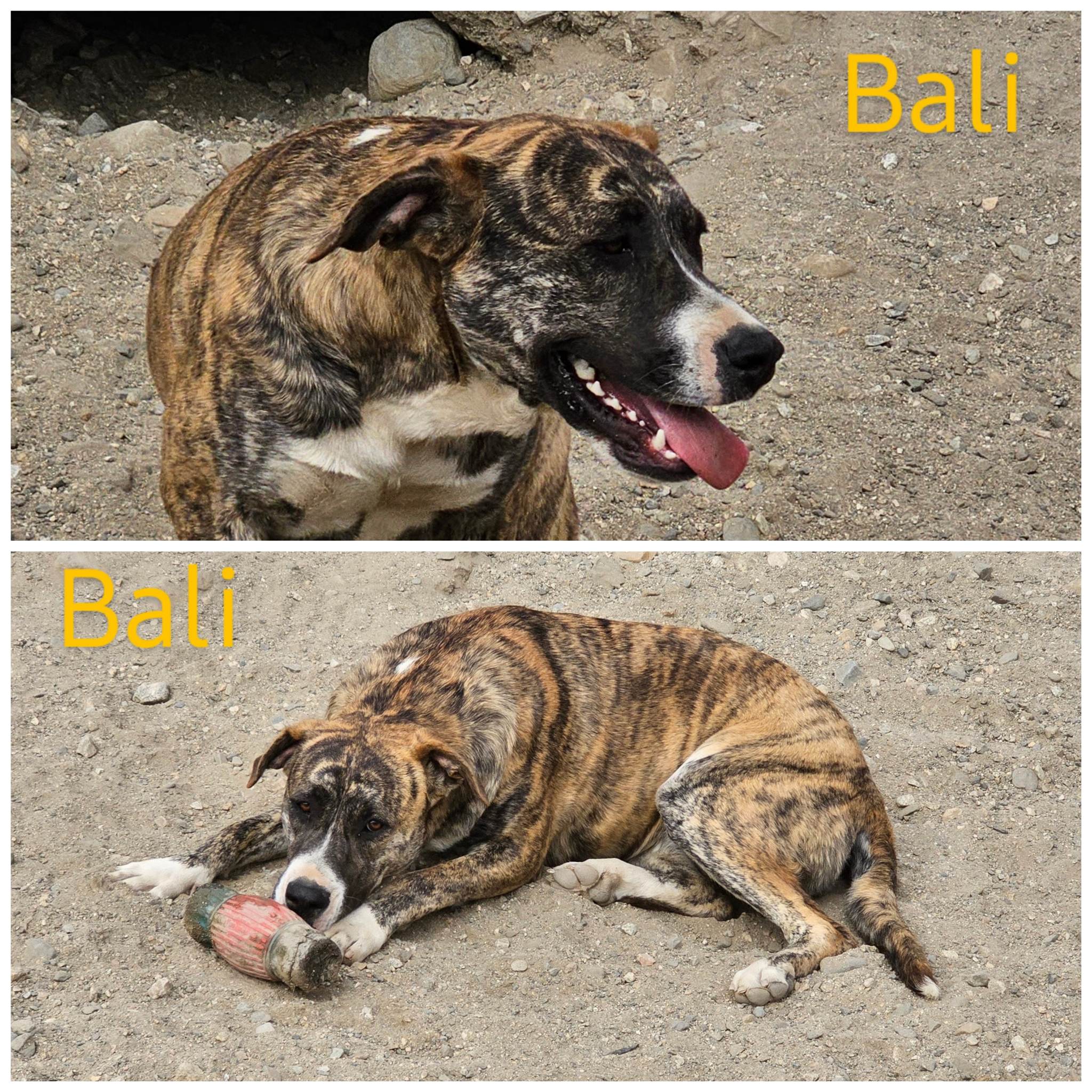 Enlarge Bali, a Adoptable mixed breed in Wrightwood, CA image 2/2