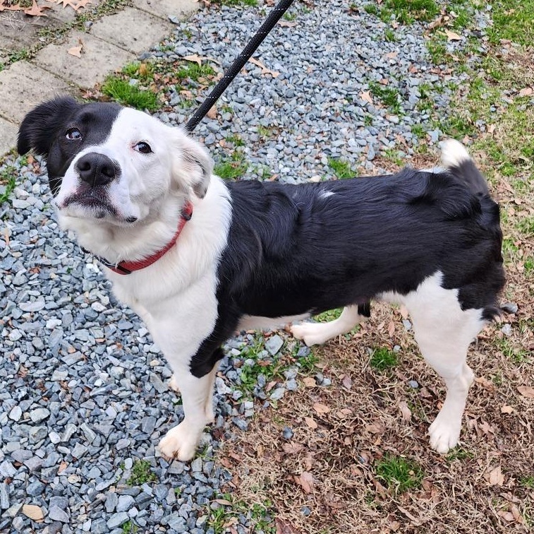 Enlarge Desmo, a Adoptable mixed breed in Greensboro, NC image 2/4