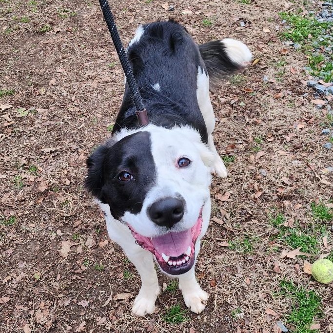 Enlarge Desmo, a Adoptable mixed breed in Greensboro, NC image 4/4