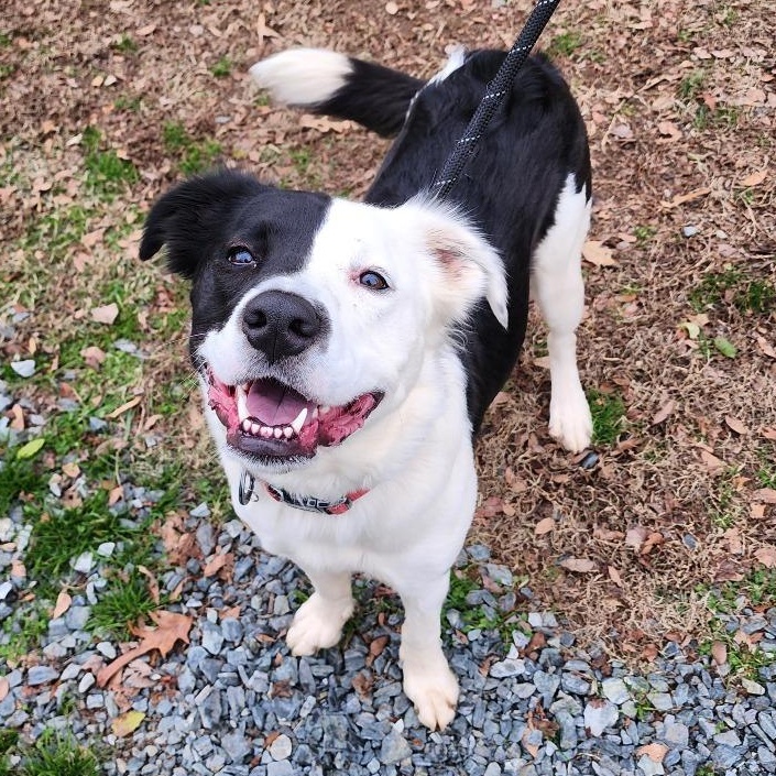 Enlarge Desmo, a Adoptable mixed breed in Greensboro, NC image 1/4
