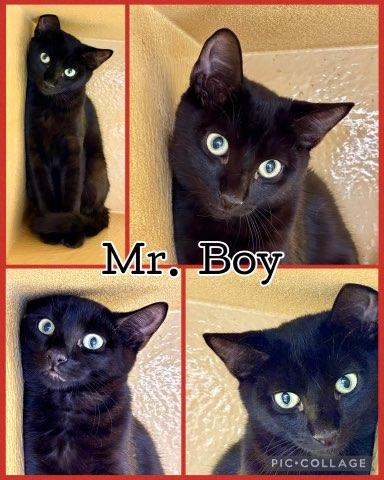 MR BOY, Adopted, Kitten Male Tabby.