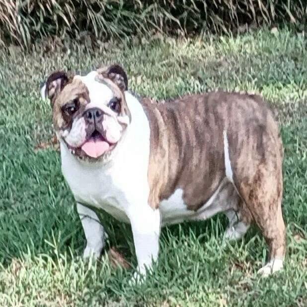 Butter, Adoptable, Young Female English Bulldog.