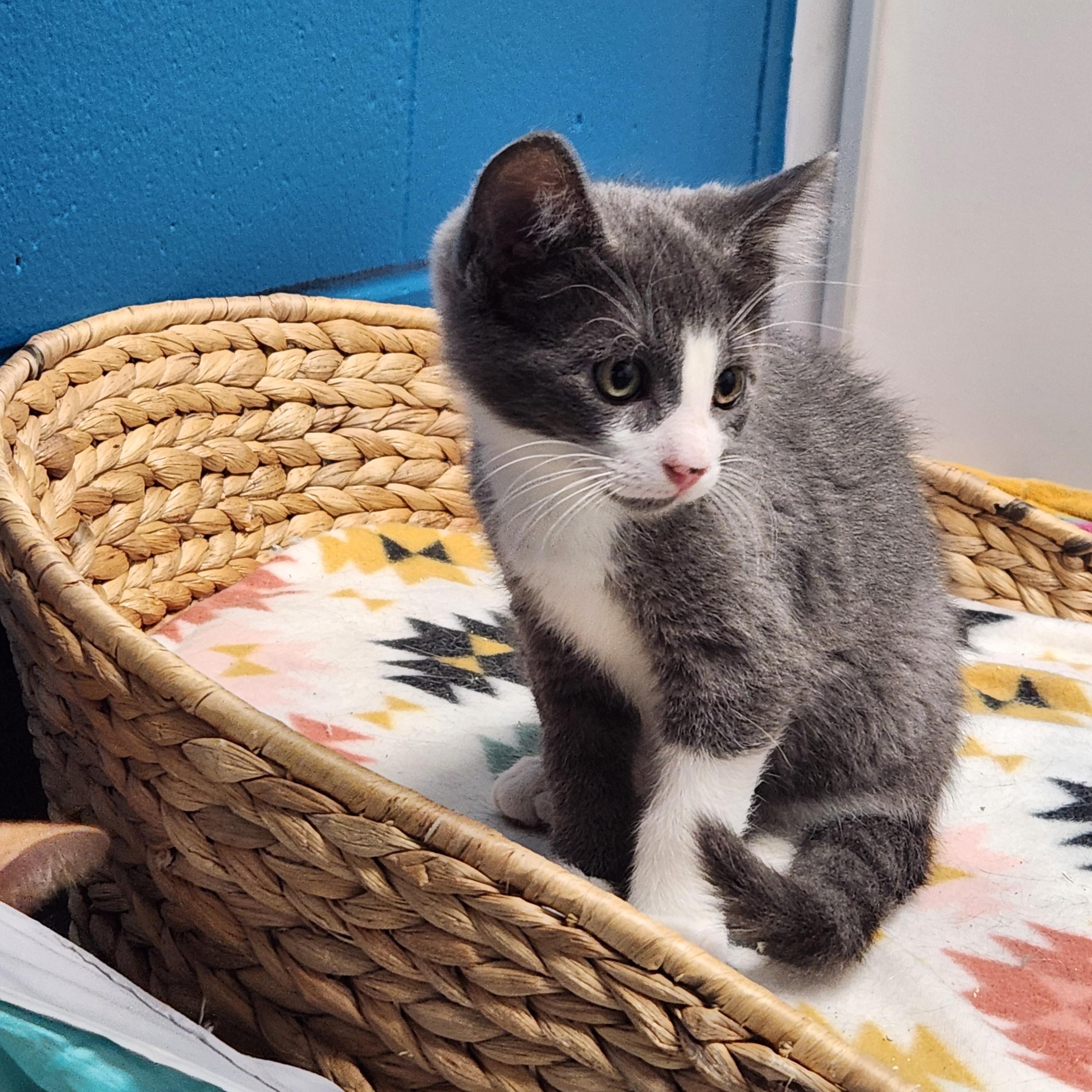 Phil and Bill, Baby Male Domestic Short Hair