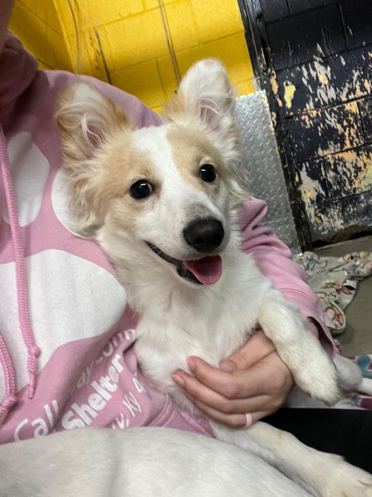 Pork, Adoptable, Young Male Chihuahua.