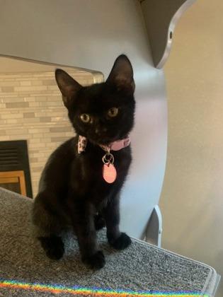 Boo, Adoptable, Kitten Female Domestic Short Hair & Domestic Short Hair.