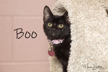 Boo, a Adoptable Domestic Short Hair in Scottsdale, AZ image 2/3