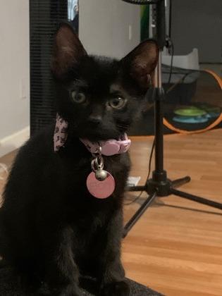 Boo, a Adoptable Domestic Short Hair in Scottsdale, AZ image 3/3