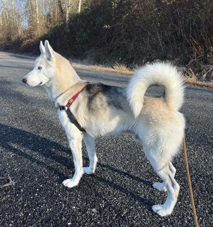 Blanco, Adoptable, Adult Male Siberian Husky & Mixed Breed.