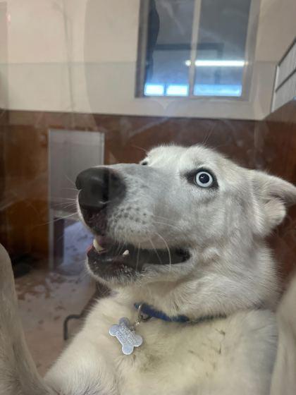 Enlarge Blanco, a Adoptable mixed breed in Burlington, WA image 2/3