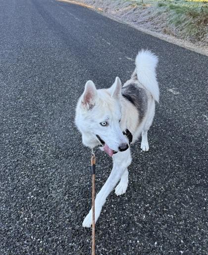 Enlarge Blanco, a Adoptable mixed breed in Burlington, WA image 3/3