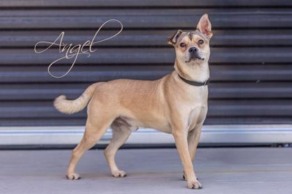 Enlarge Angel, a Adoptable mixed breed in Scottsdale, AZ image 1/2