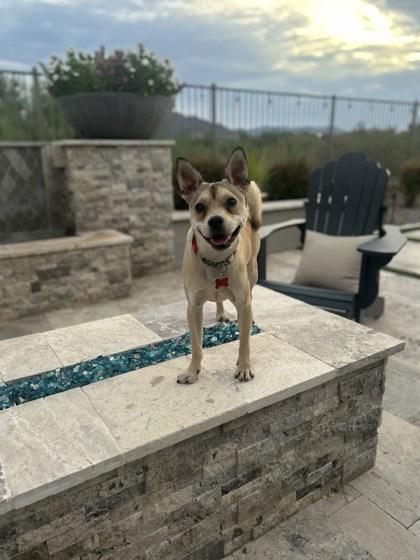 Enlarge Angel, a Adoptable mixed breed in Scottsdale, AZ image 2/2