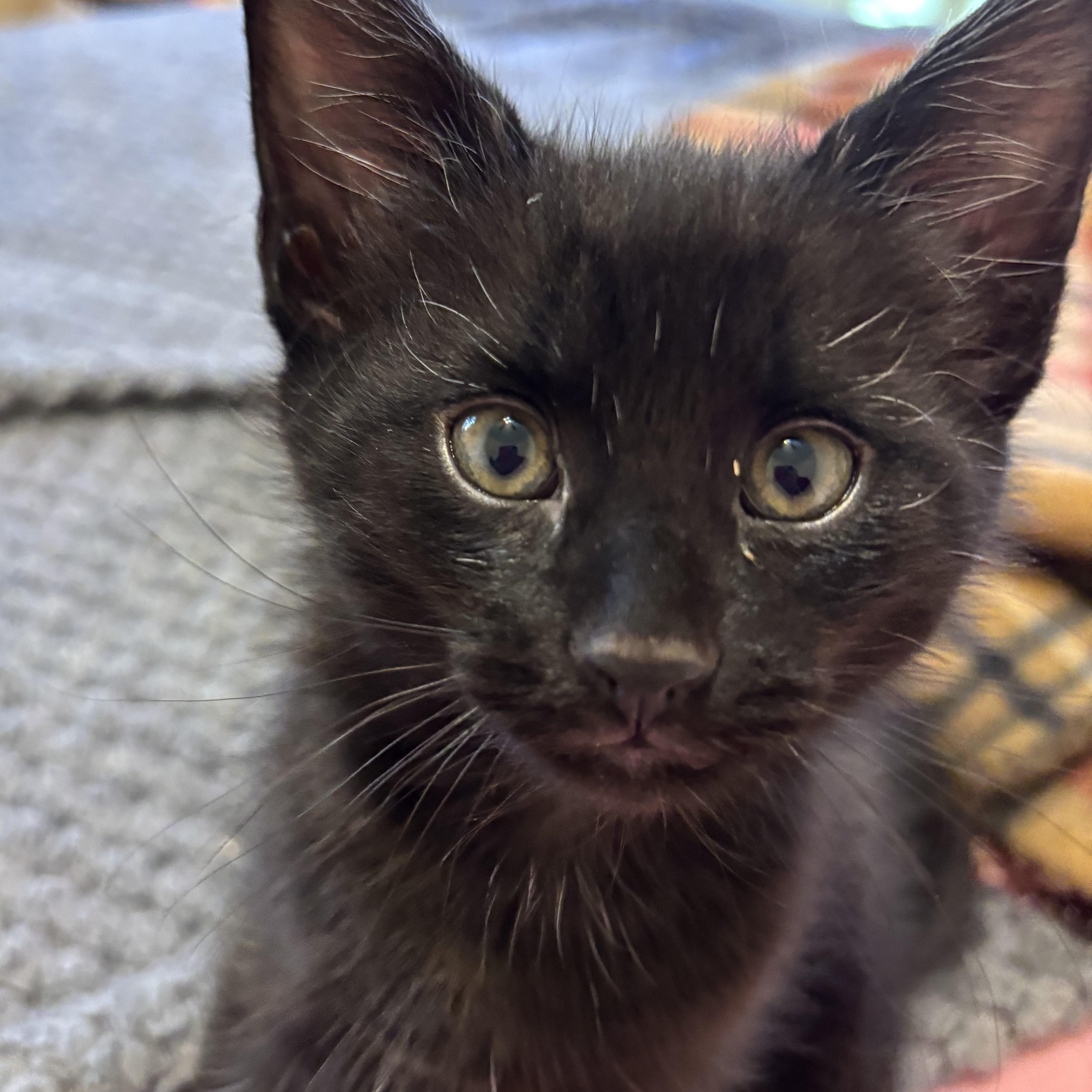Precious Kittens-Available Soon!, a Adoptable Domestic Short Hair in Laurel, MD image 2/6