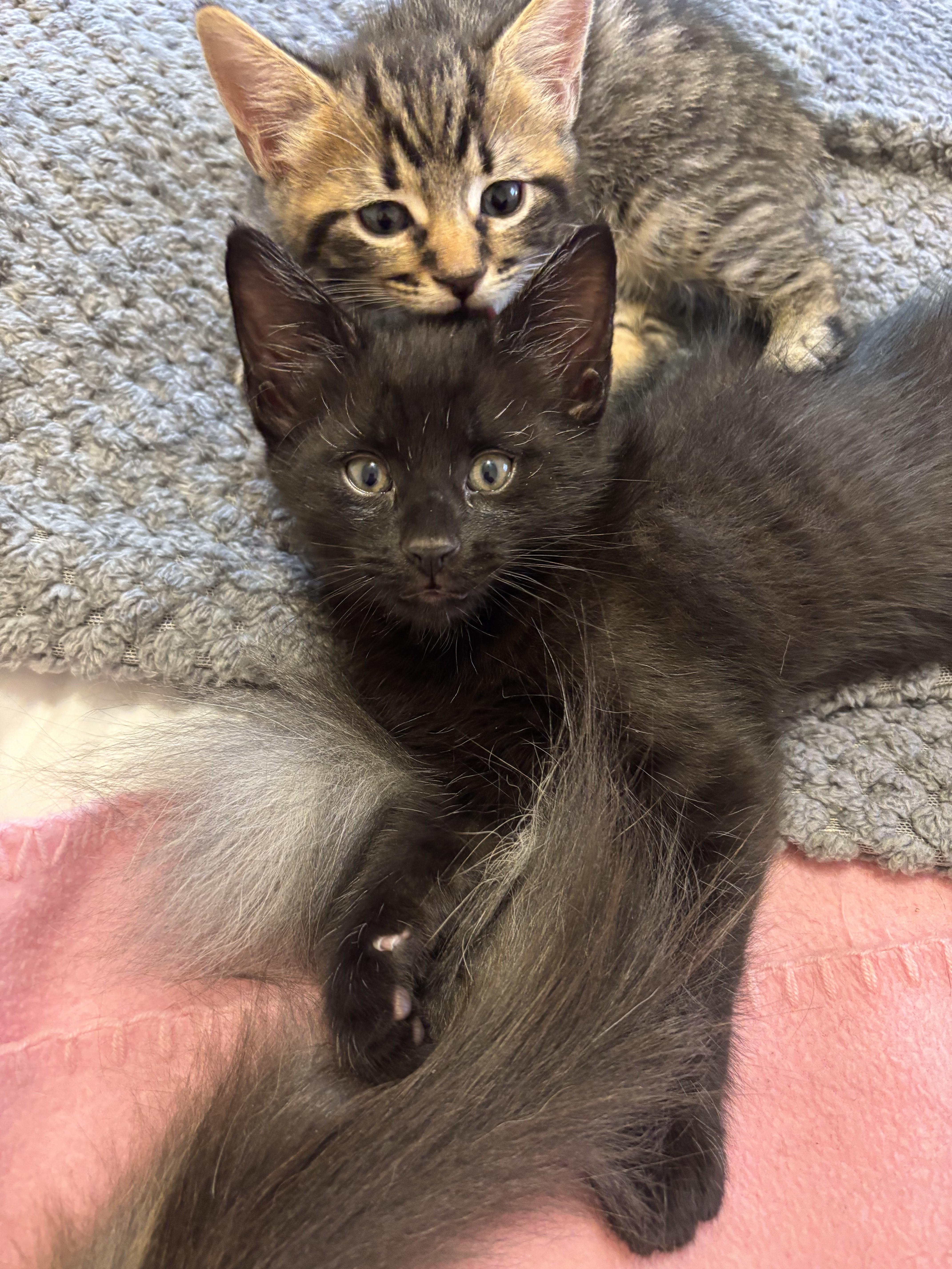 Precious Kittens-Available Soon!