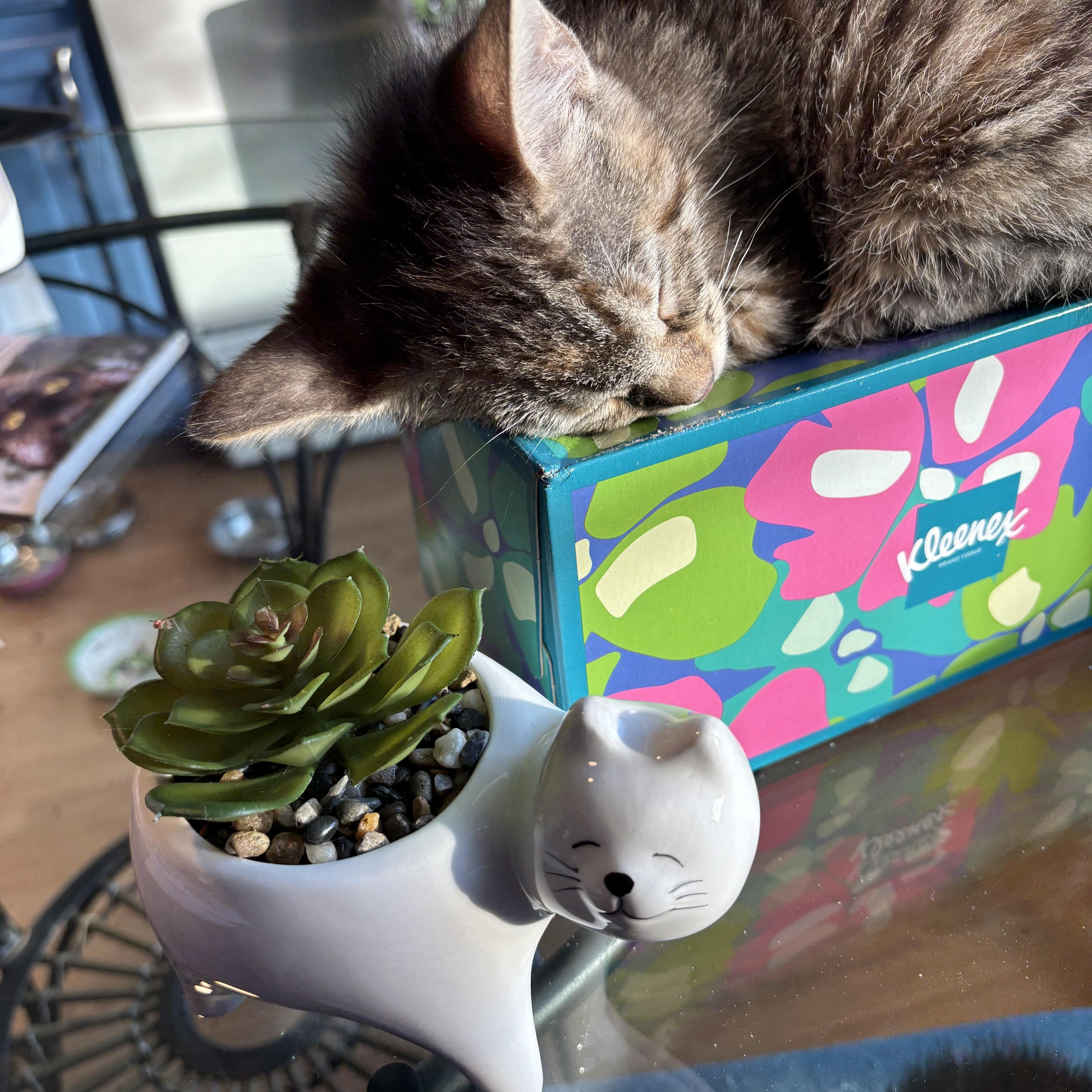 Precious Kittens-Available Now!, an adopted Domestic Short Hair in Laurel, MD image 6/6