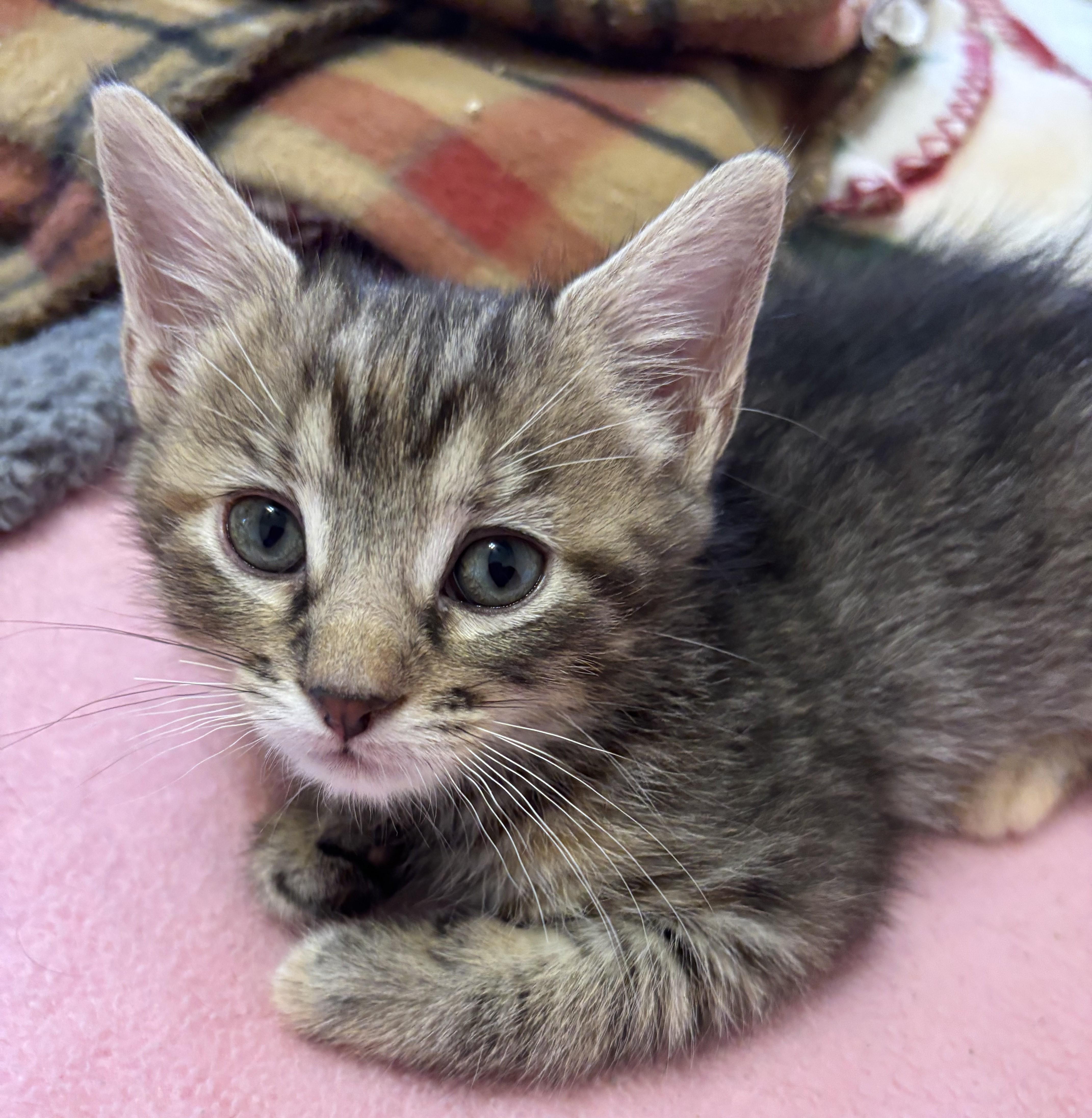 Precious Kittens-Available Soon!, a Adoptable Domestic Short Hair in Laurel, MD image 4/6