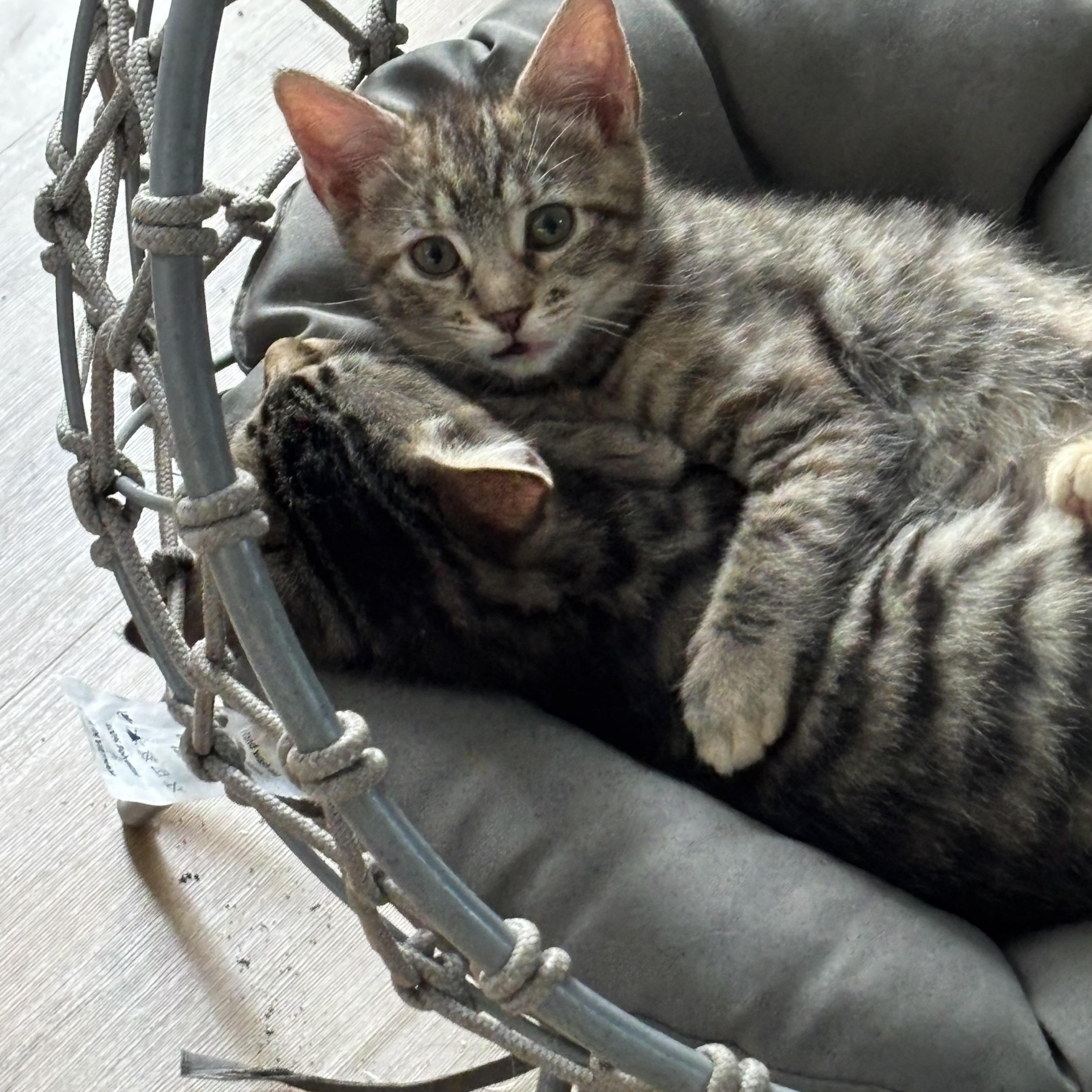 Precious Kittens-Available Now!, an adopted Domestic Short Hair in Laurel, MD image 5/6
