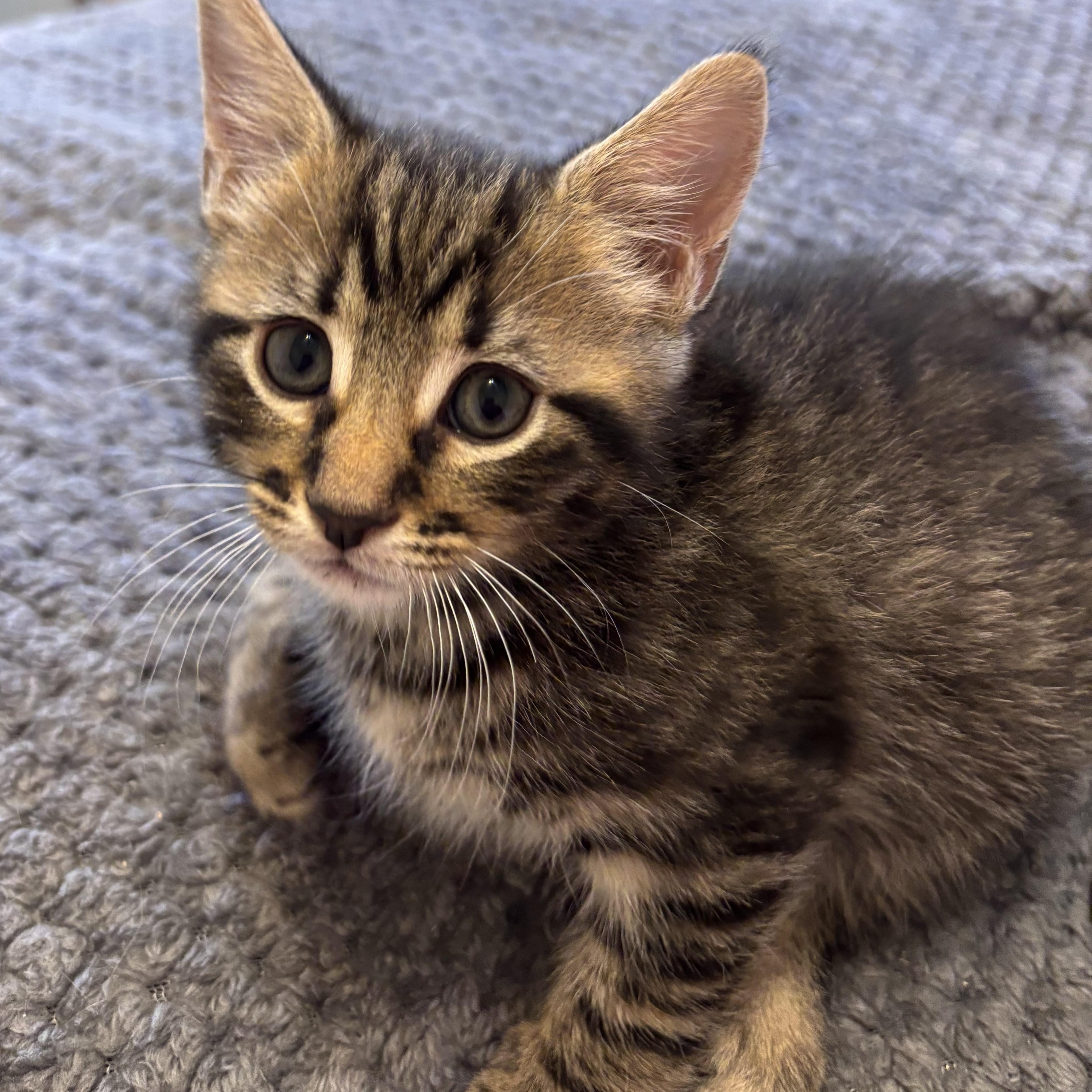 Precious Kittens-Available Soon!, a Adoptable Domestic Short Hair in Laurel, MD image 5/6