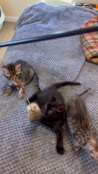 Enlarge Precious Kittens-Available Soon!, a Adoptable Domestic Short Hair in Laurel, MD video 6/6