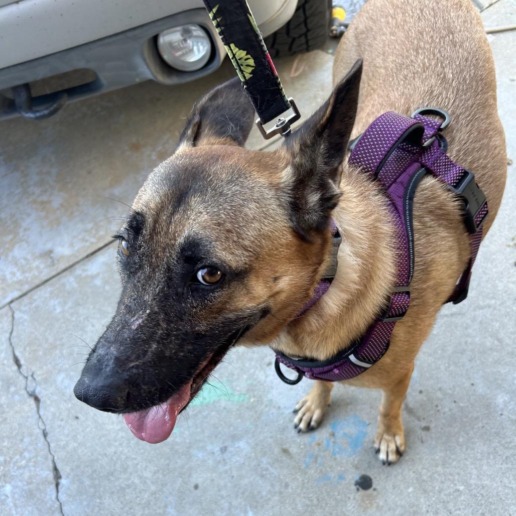 Violet, Adoptable, Adult Female Belgian Shepherd / Malinois & German Shepherd Dog.