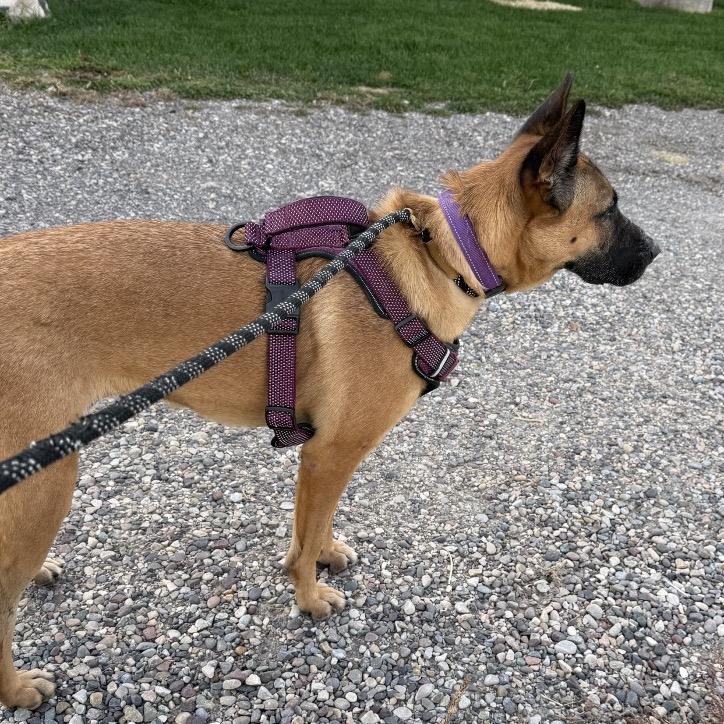 Violet, a Adoptable mixed breed in Idaho Falls, ID image 2/6