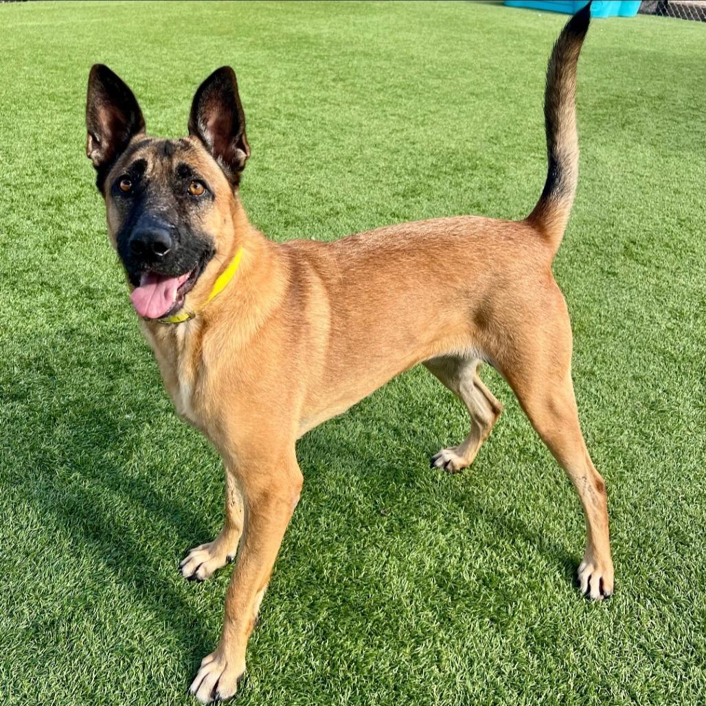 Violet, a Adoptable mixed breed in Idaho Falls, ID image 3/6