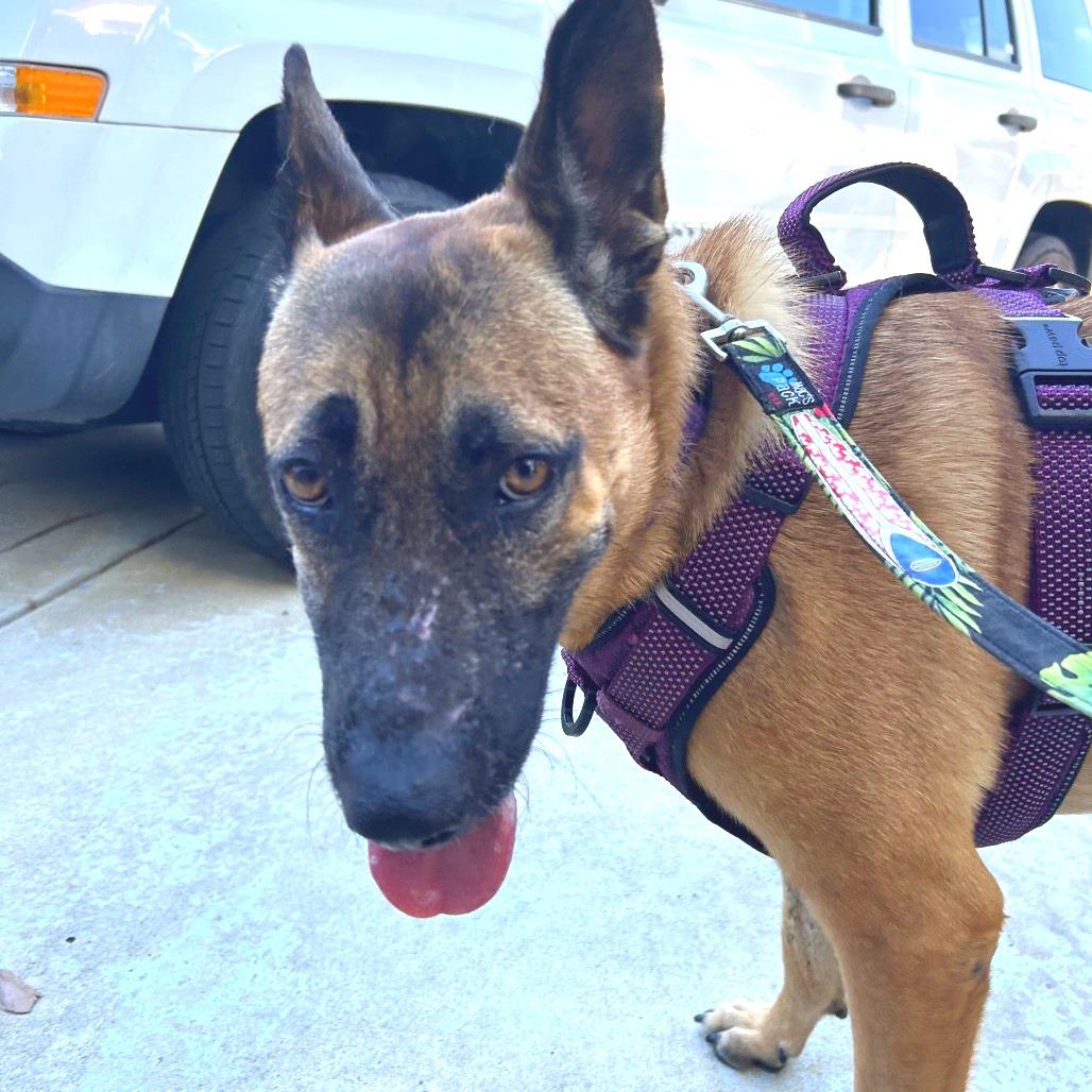 Violet, a Adoptable mixed breed in Idaho Falls, ID image 4/6