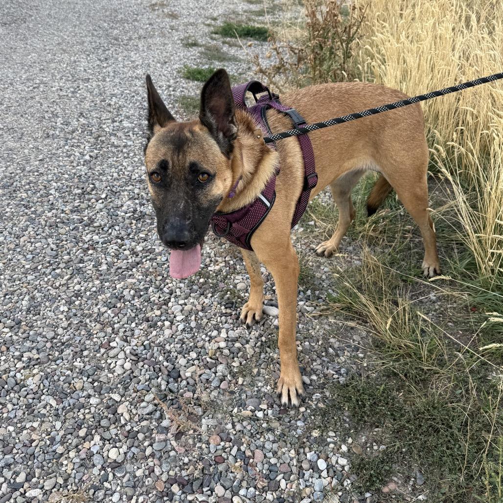 Violet, a Adoptable mixed breed in Idaho Falls, ID image 5/6