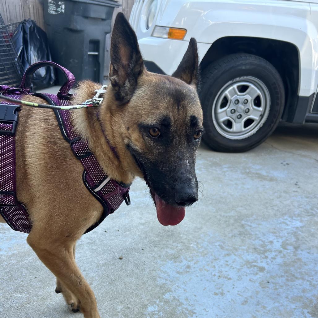 Violet, a Adoptable mixed breed in Idaho Falls, ID image 6/6