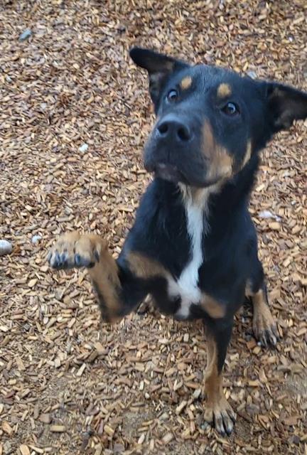 Enlarge BEAST, a Adoptable mixed breed in Albuquerque, NM image 1/1
