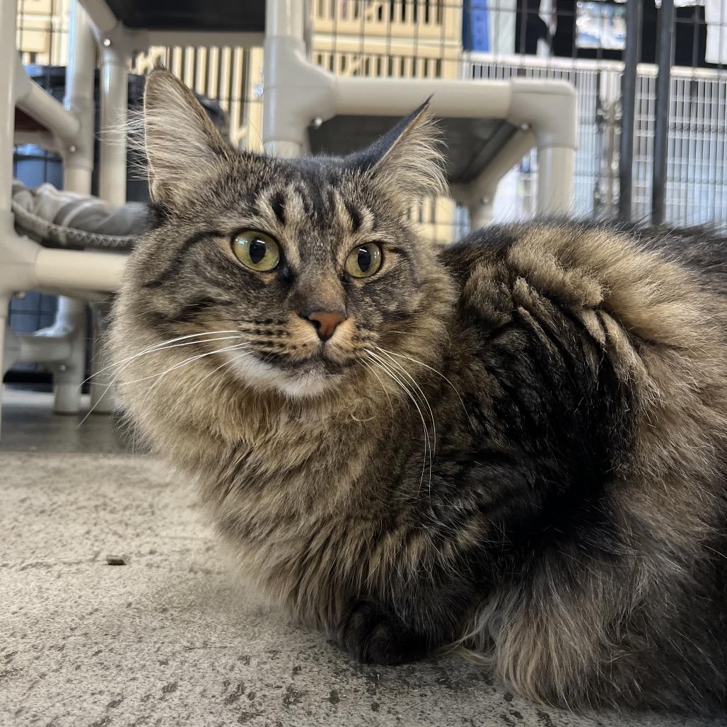 Maizy, Adoptable, Adult Female Domestic Long Hair.