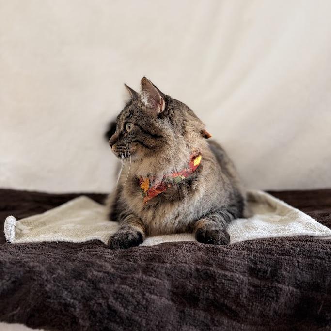 Enlarge Maizy, a Adoptable Domestic Long Hair in Spanish Fork, UT image 2/5