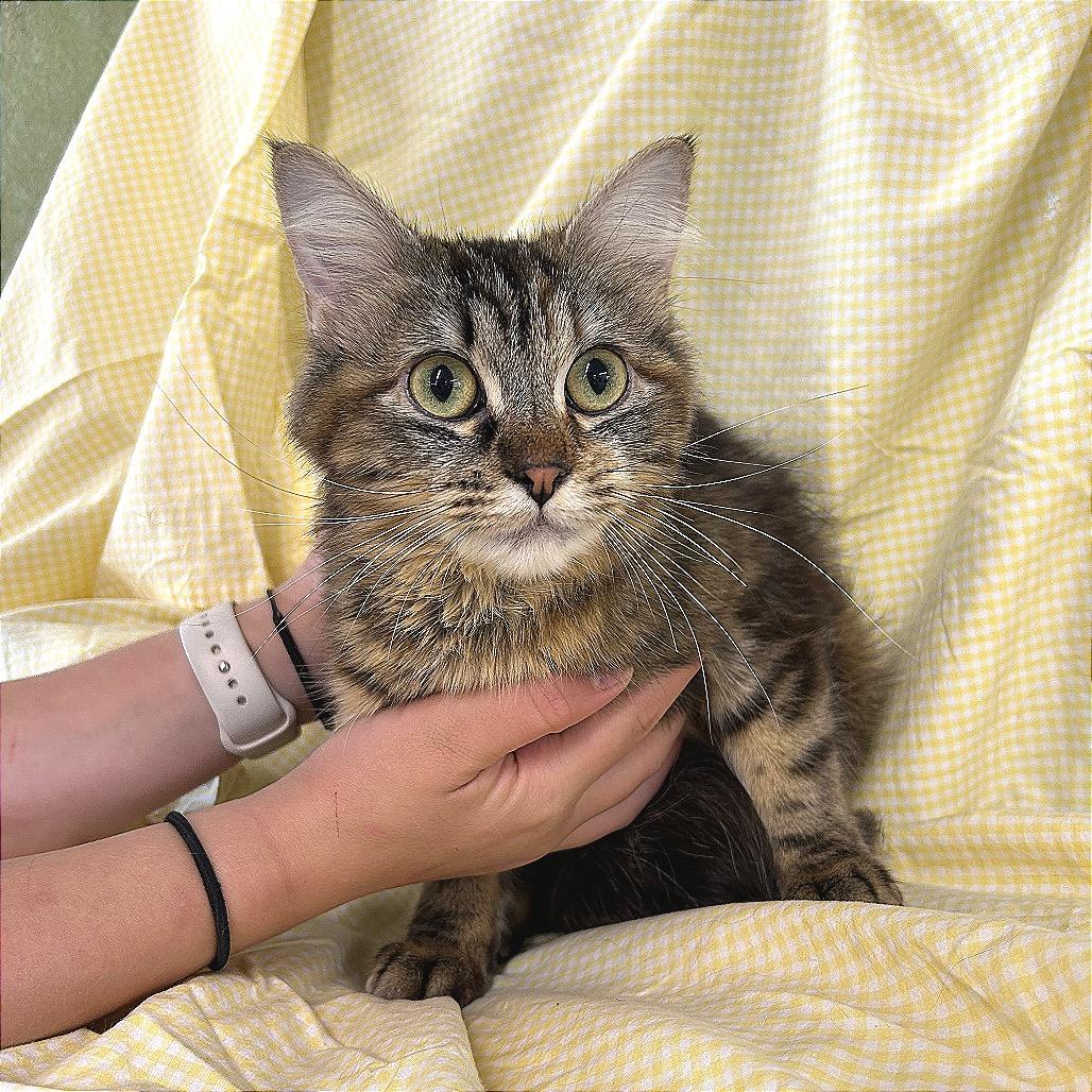 Enlarge Maizy, a Adoptable Domestic Long Hair in Spanish Fork, UT image 3/5