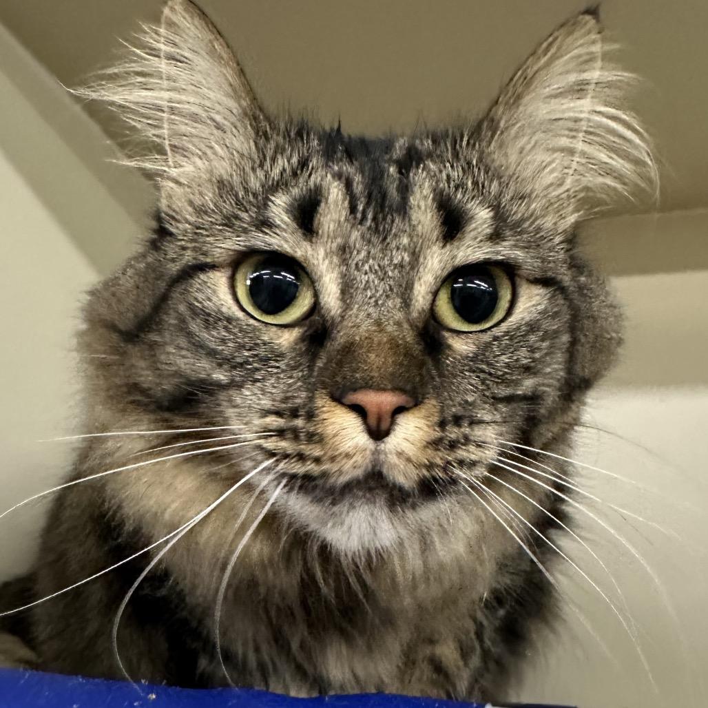 Enlarge Maizy, a Adoptable Domestic Long Hair in Spanish Fork, UT image 4/5
