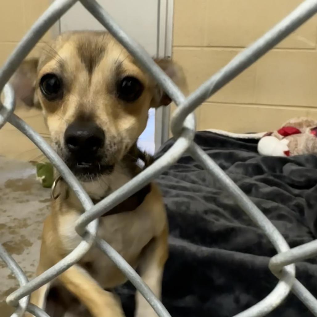 Bagel, Adoptable, Young Male Chihuahua.