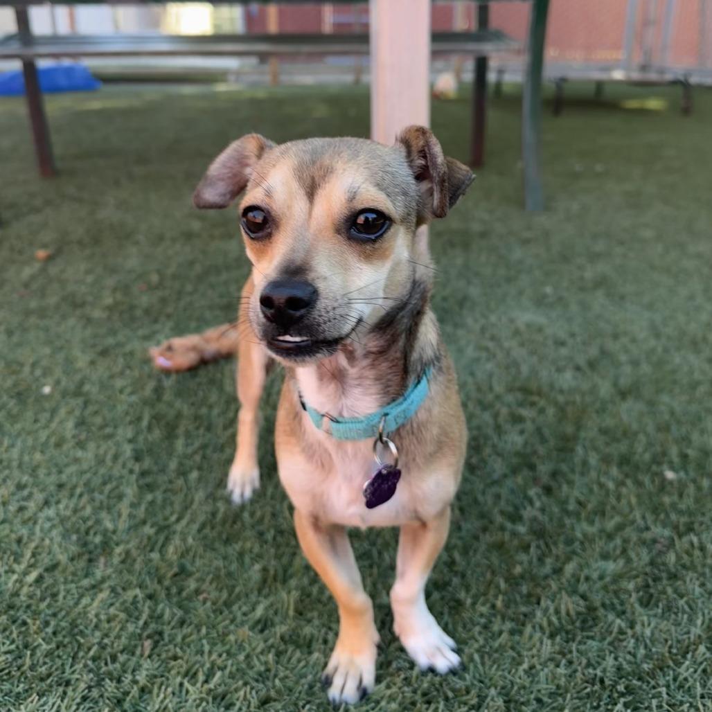 Enlarge Bagel, a Adoptable Chihuahua in Buellton, CA image 2/2