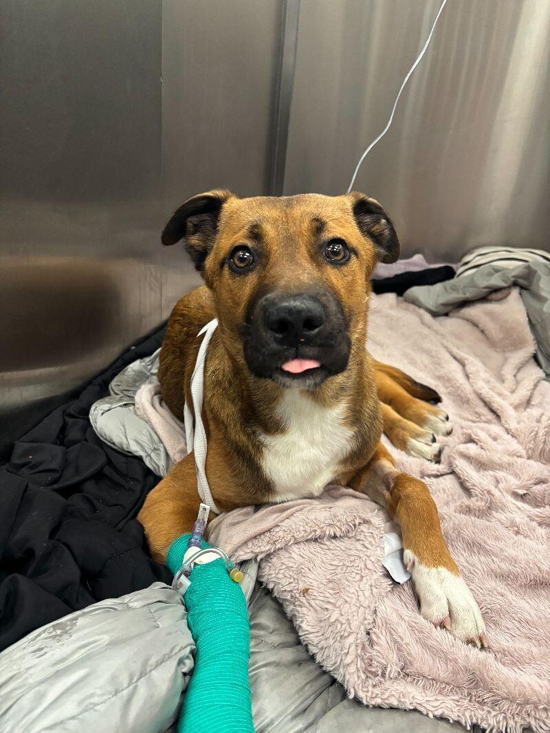 Diesel, an adoptable Mixed Breed in Exshaw, AB, T0L 2C0 | Photo Image 1