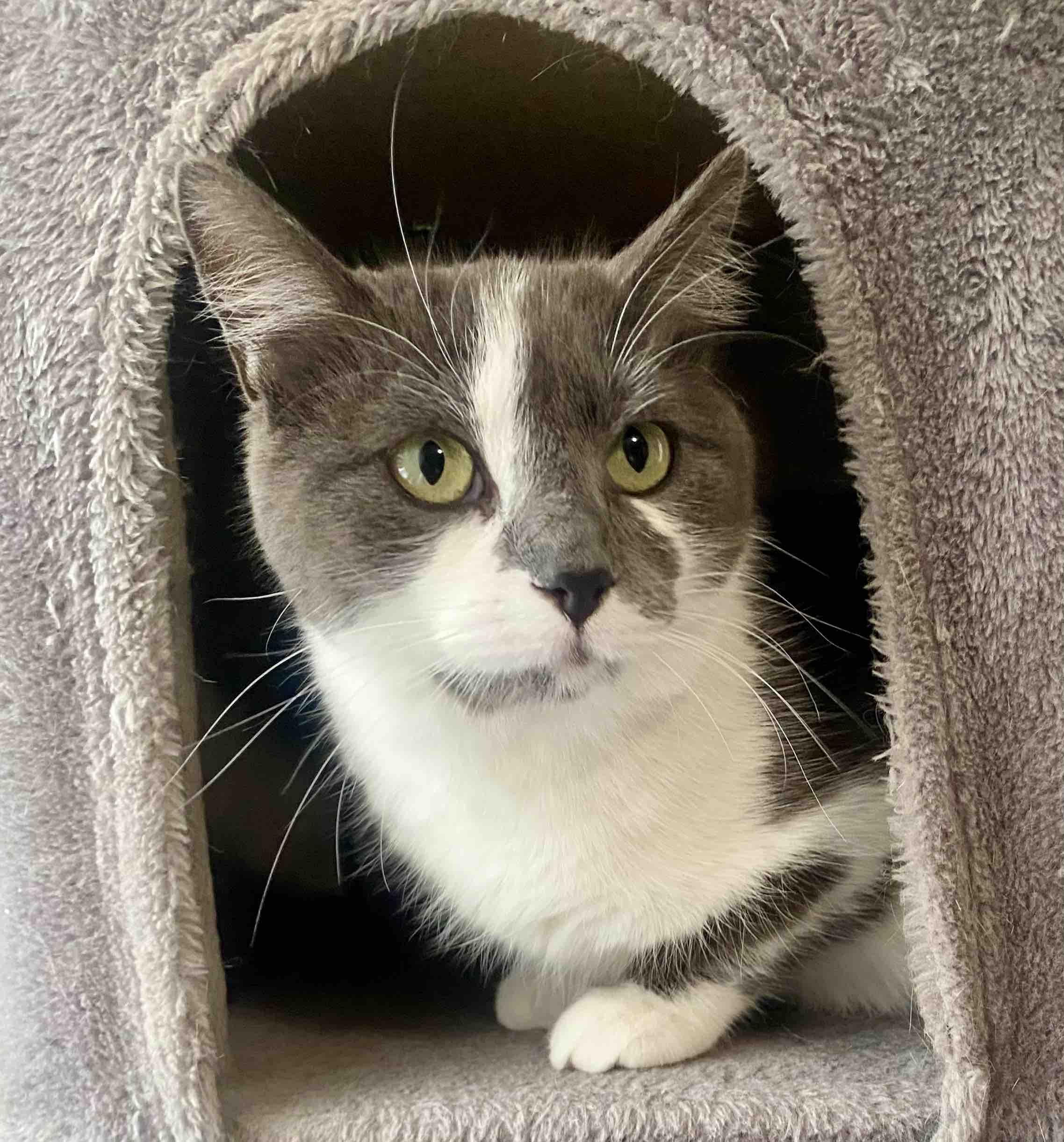 Enlarge Kallie, a Adoptable Domestic Short Hair in Blackfoot, ID image 1/1