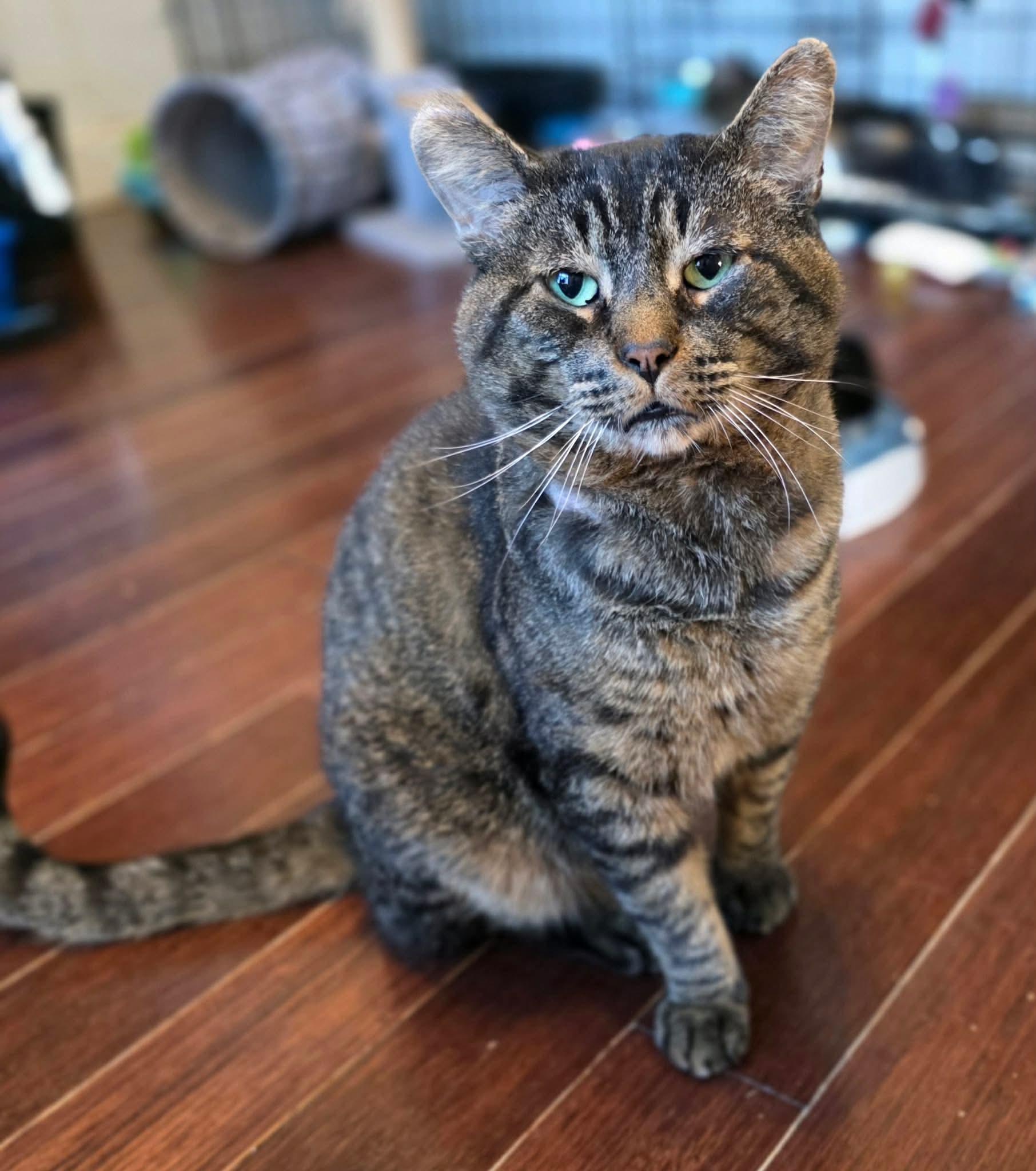 Enlarge Boriss, a ADOPTABLE Domestic Short Hair in Terrebonne, QC image 2/6