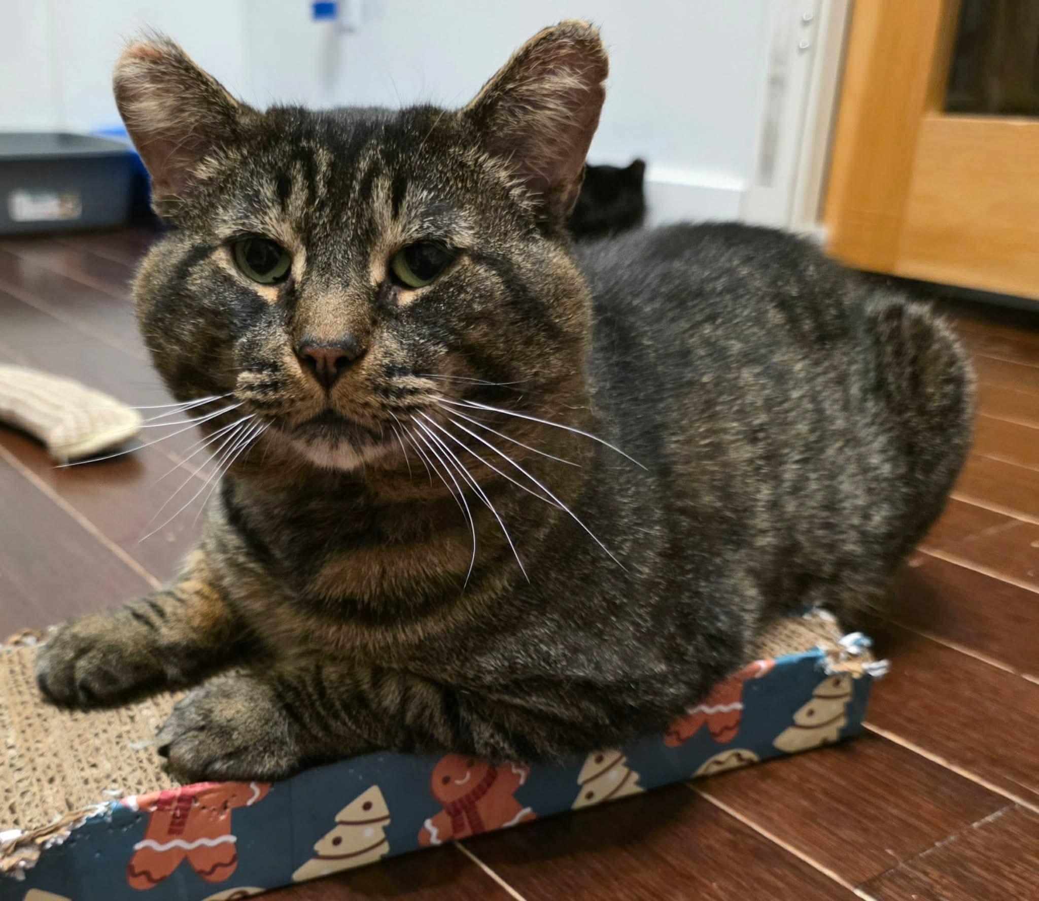 Enlarge Boriss, a ADOPTABLE Domestic Short Hair in Terrebonne, QC image 3/6